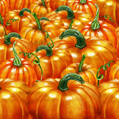 A lovely bunch of pumpkins.